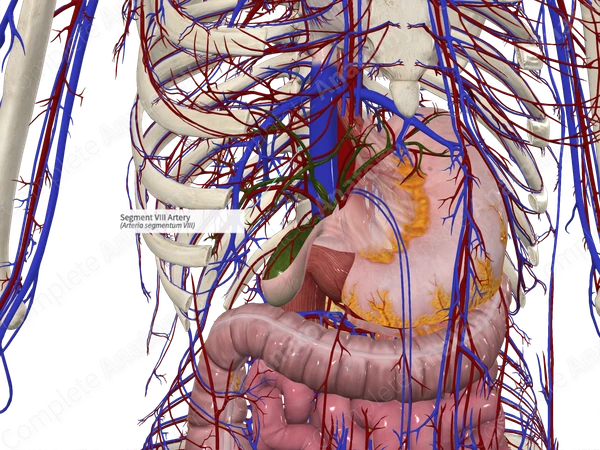 Segment VIII Artery