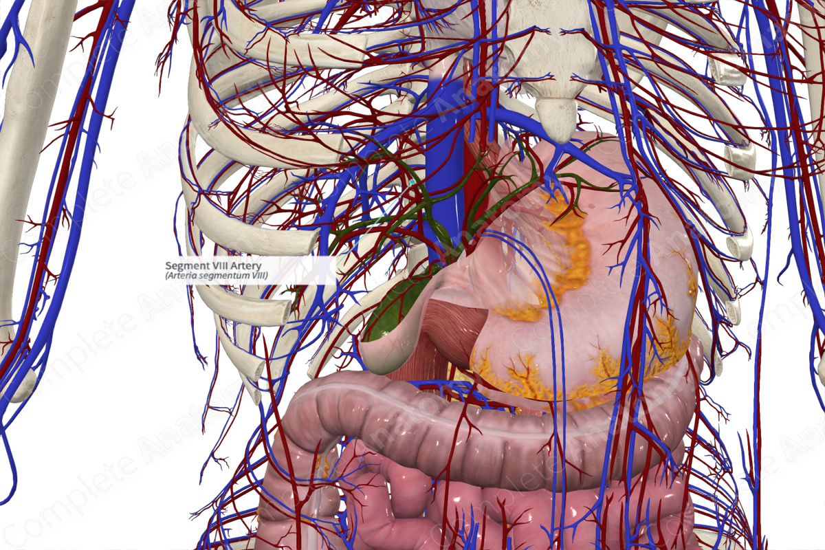 Segment VIII Artery