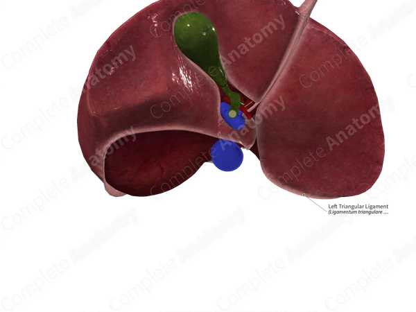 Left Triangular Ligament