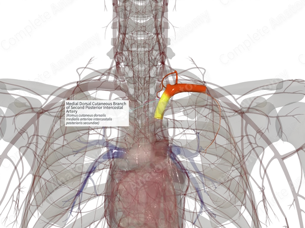 Medial Dorsal Cutaneous Branch of Second Posterior Intercostal Artery (Left)