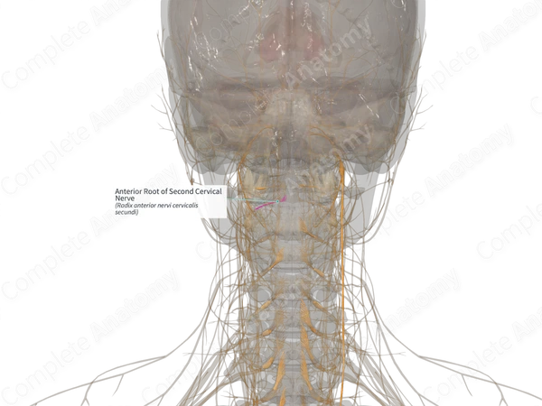 Anterior Root of Second Cervical Nerve (Right)