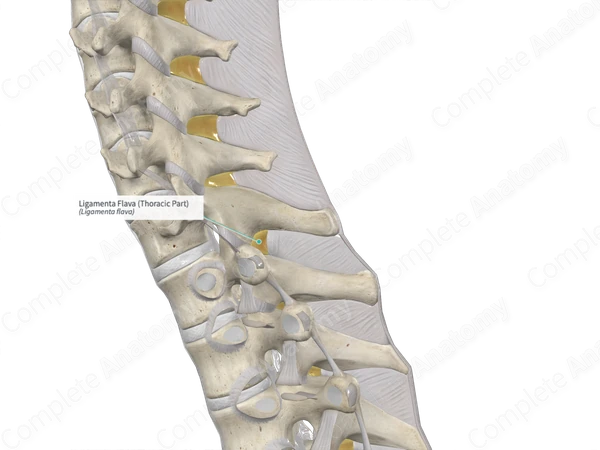 Ligamenta Flava (Thoracic Part)