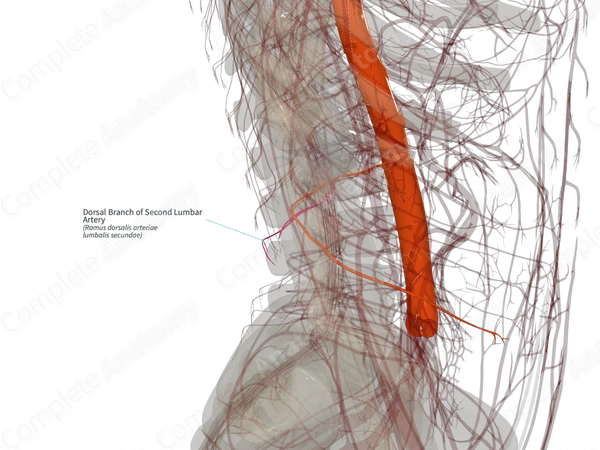 Dorsal Branch of Second Lumbar Artery (Right)
