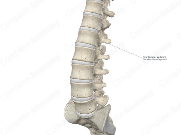 First Lumbar Vertebra