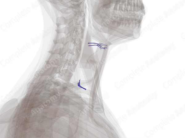 Veins of Larynx