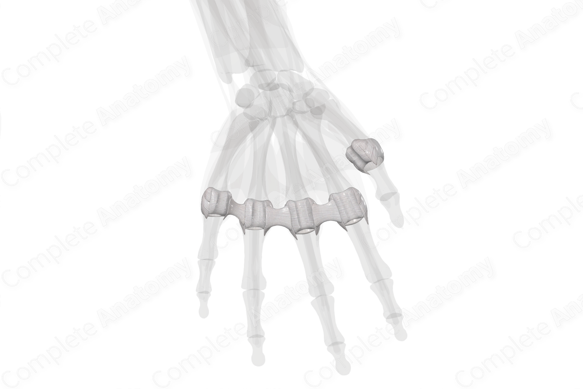 Metacarpophalangeal Joints (Left)