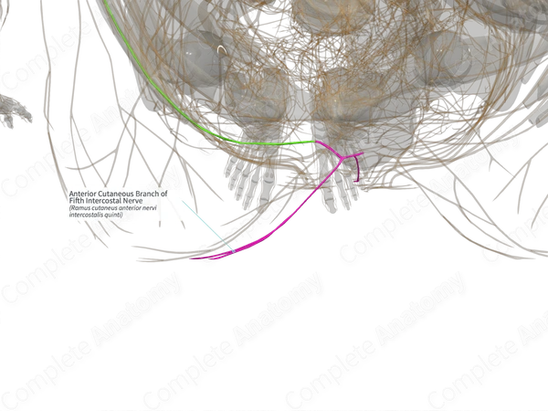 Anterior Cutaneous Branch of Fifth Intercostal Nerve (Right)