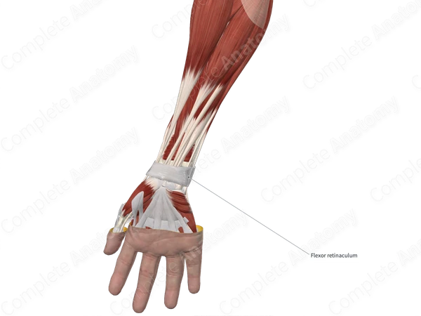 Palmar Carpal Ligament 