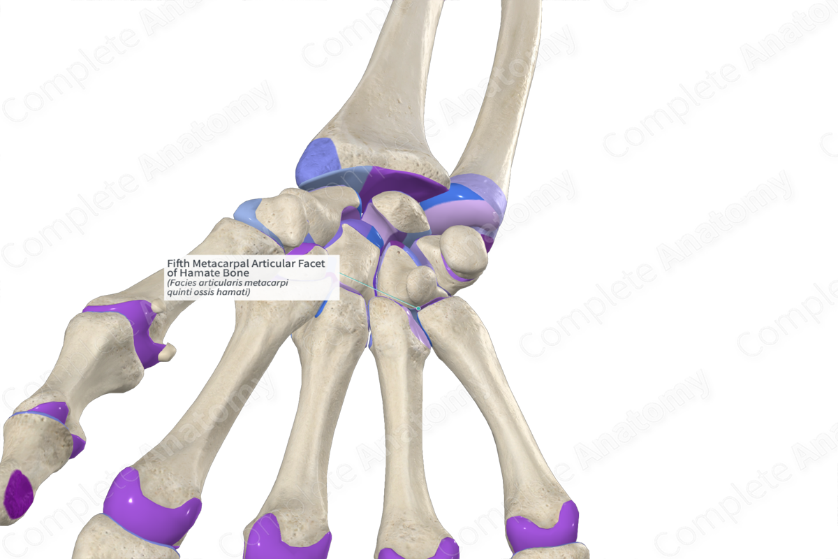 Fifth Metacarpal Articular Facet of Hamate Bone