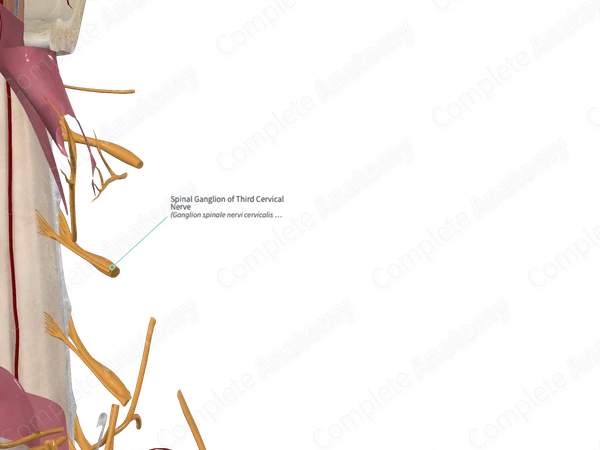 Spinal Ganglion of Third Cervical Nerve