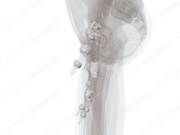 Joints of Hand (Left)
