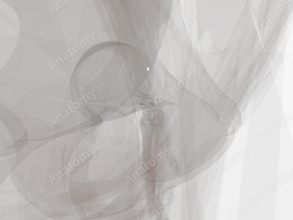 Palmar Ulnocarpal Ligament (Left)