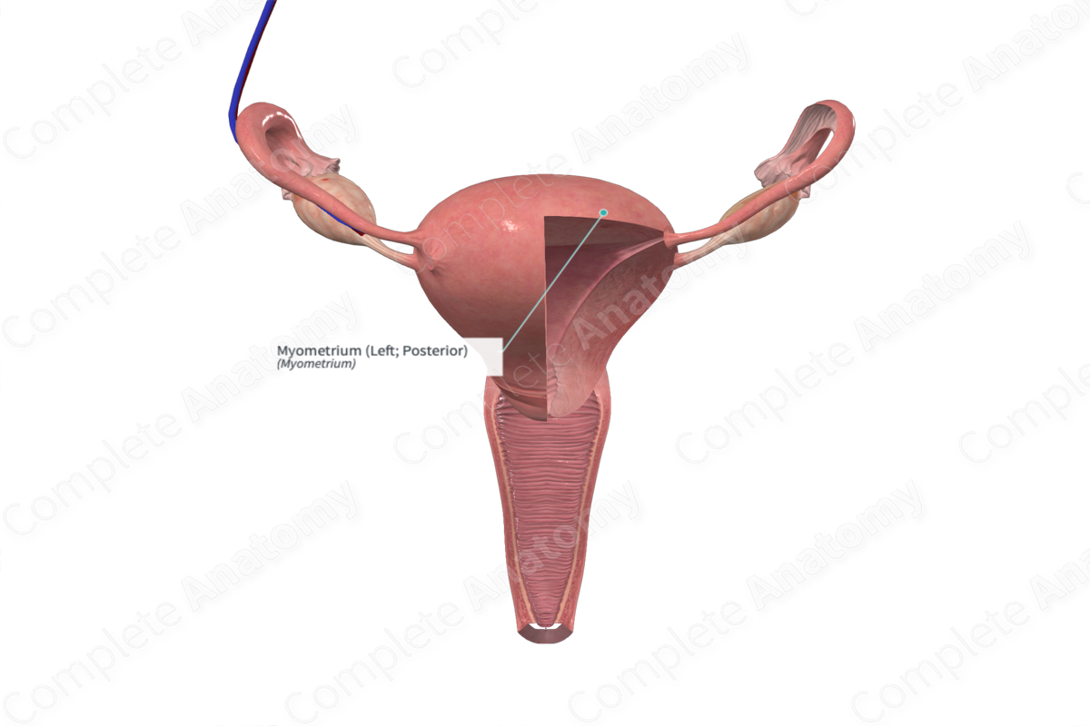 Myometrium (Left; Posterior)