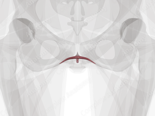 Clitoris