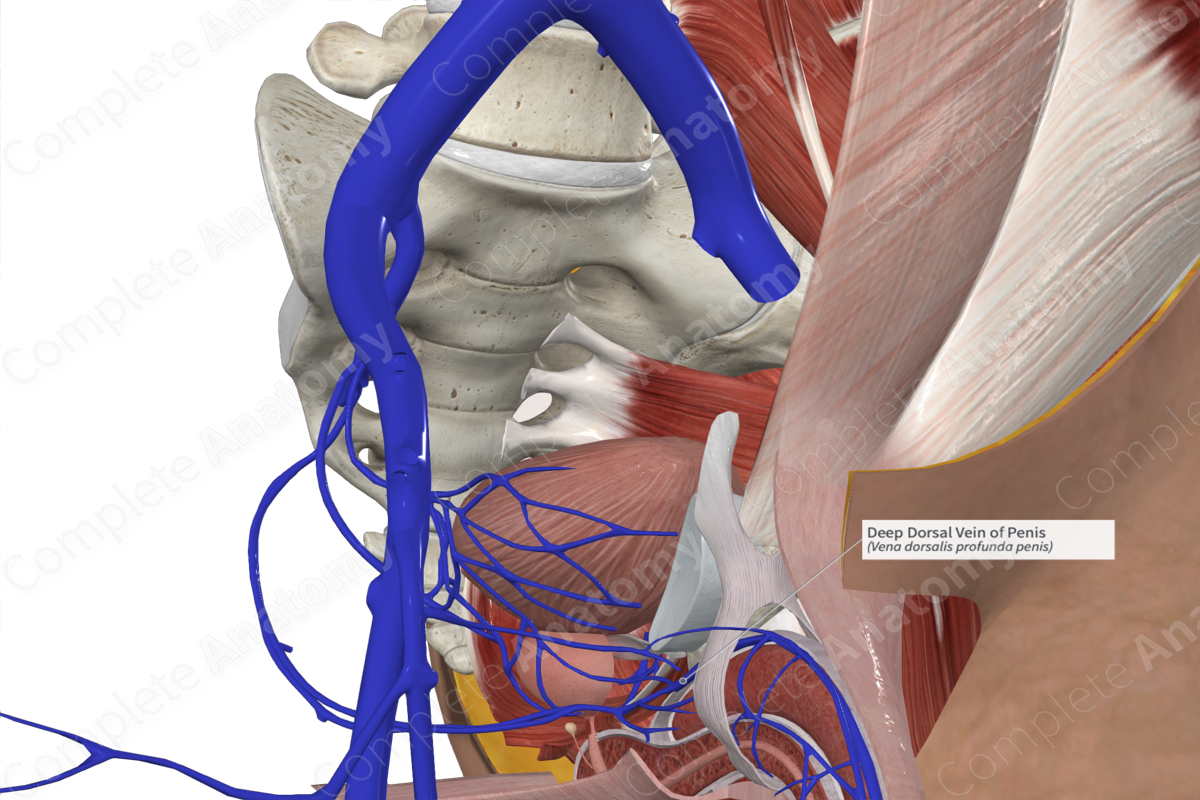 Deep Dorsal Vein of Penis