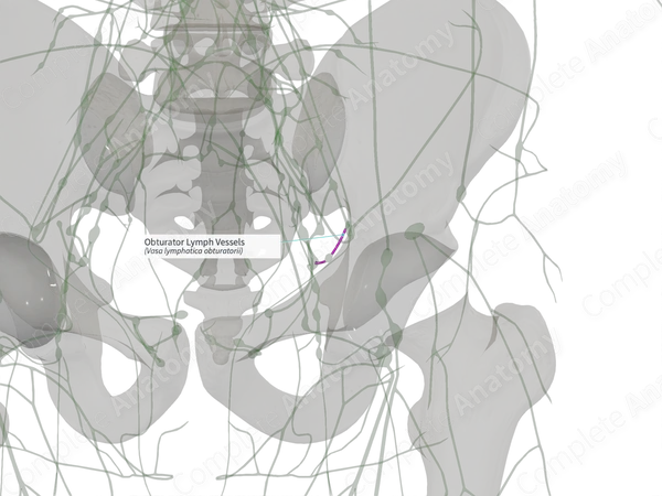Obturator Lymph Vessels (Right)