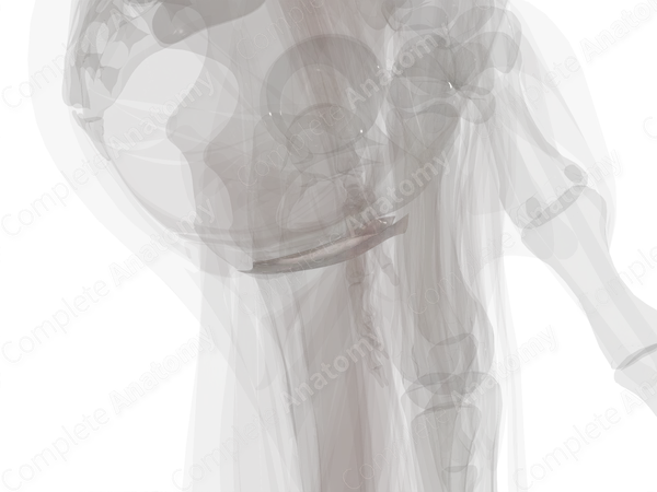 Perineal Fascia