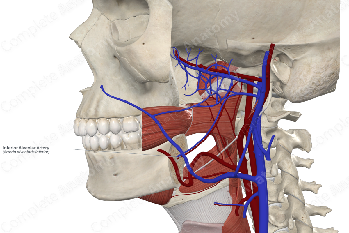 Inferior Alveolar Artery 