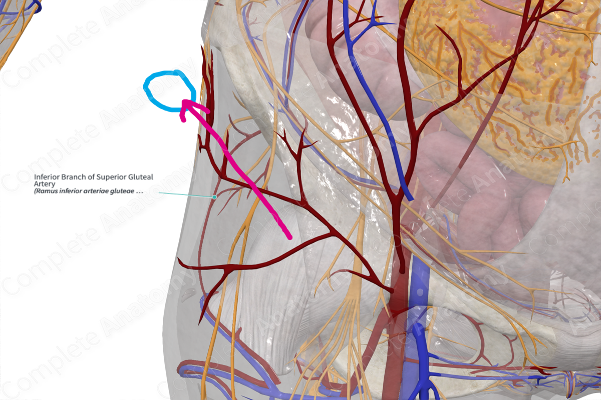 Inferior Branch of Superior Gluteal Artery 