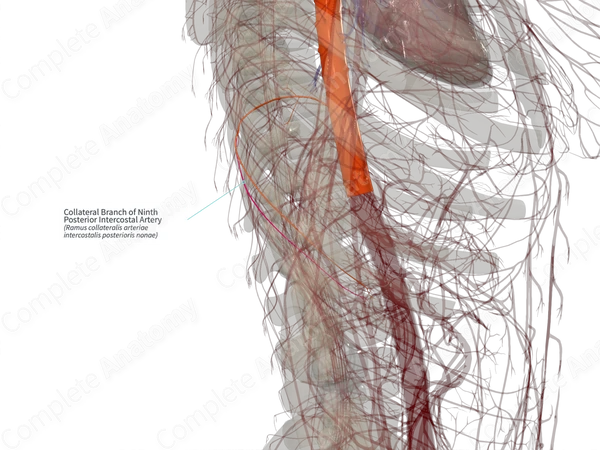 Collateral Branch of Ninth Posterior Intercostal Artery (Left)
