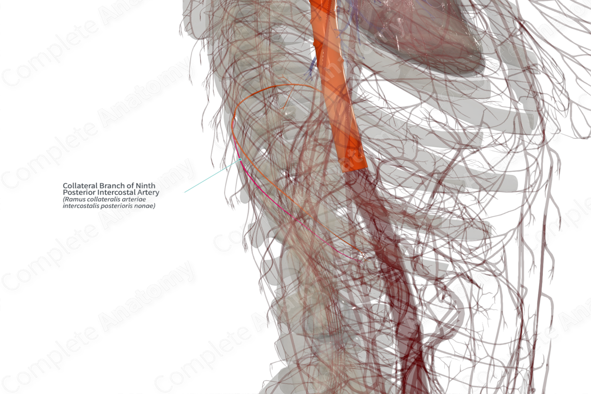 Collateral Branch of Ninth Posterior Intercostal Artery (Left)