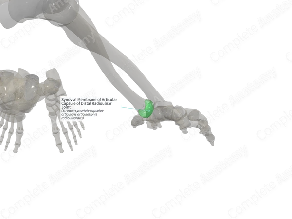 Synovial Membrane of Articular Capsule of Distal Radioulnar Joint (Left)