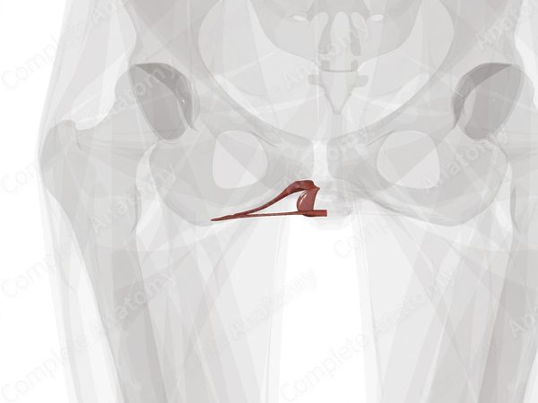Muscles of Superficial Perineal Space (Left Half)