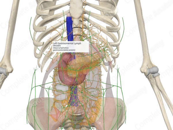 Left Gastroomental Lymph Vessels
