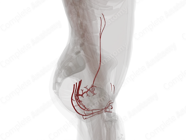 Arteries of Female Genital System