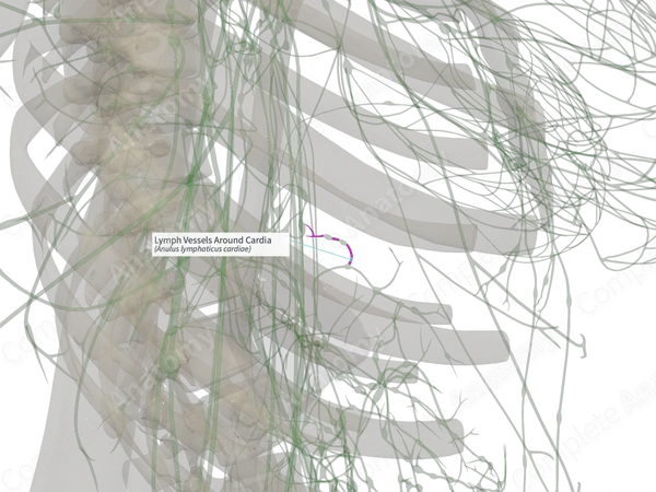 Lymph Vessels Around Cardia