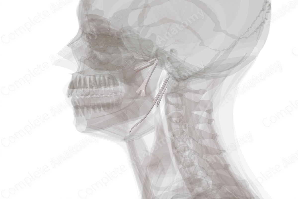 Cranial Fibrous Joints
