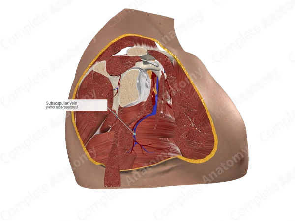 Subscapular Vein 