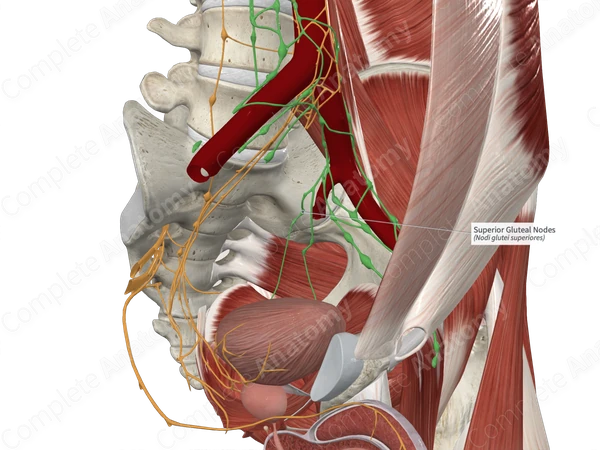 Superior Gluteal Nodes 