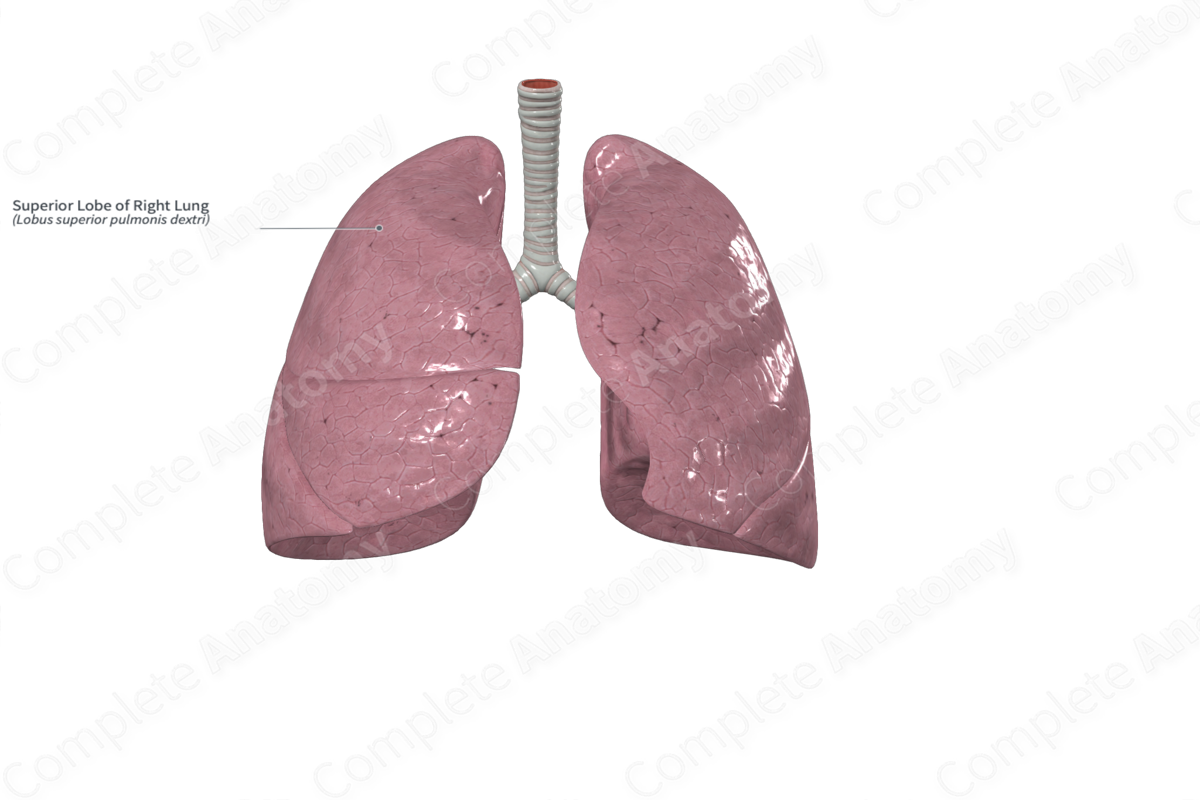 Superior Lobe of Right Lung