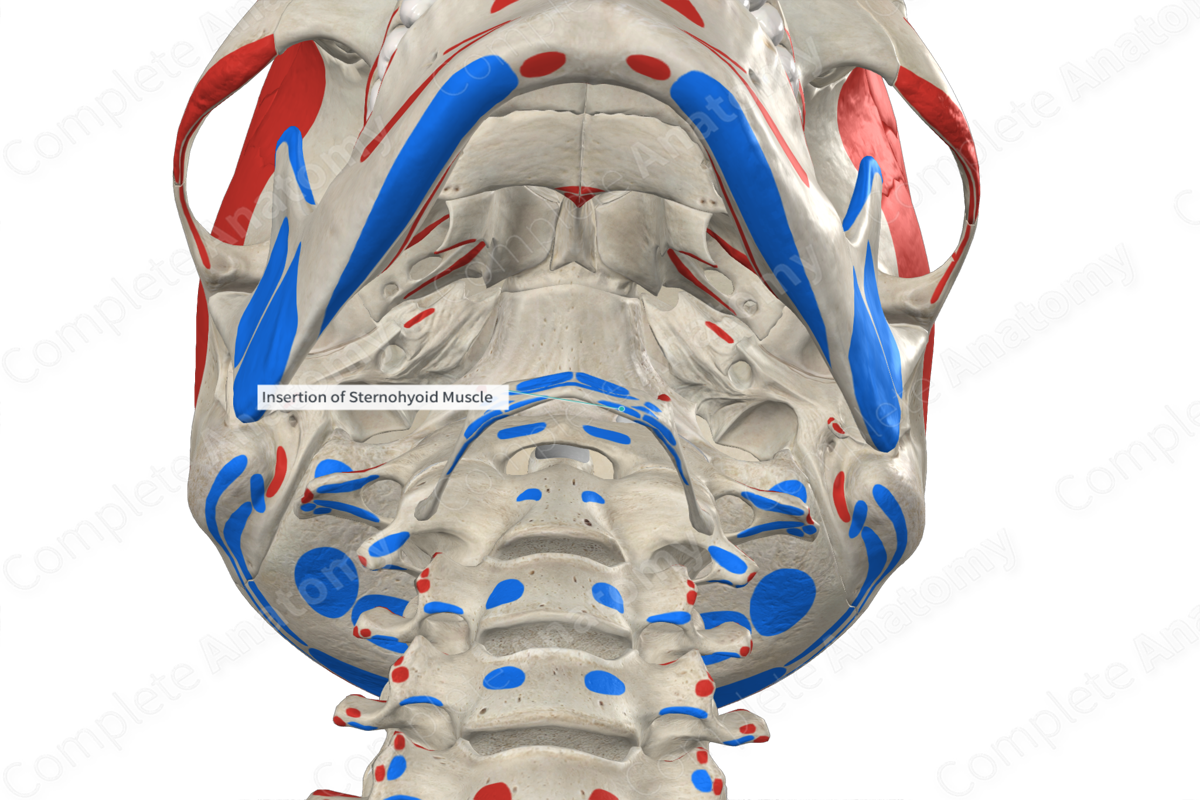 Insertion of Sternohyoid Muscle