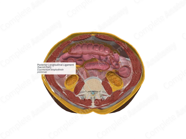 Posterior Longitudinal Ligament (Sacral Part)