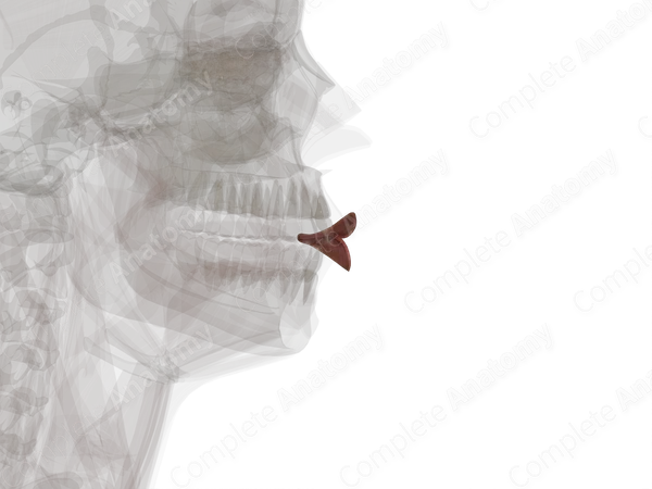 Lips (Left)