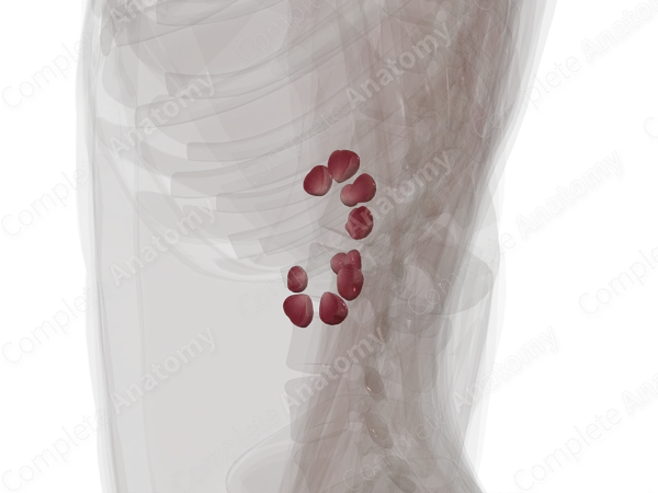 Renal Medulla (Posterior Part; Left)