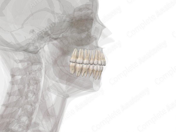 Teeth