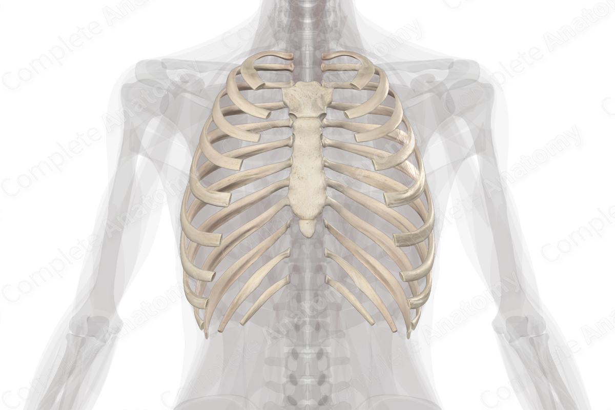 Bones of Thorax | Complete Anatomy