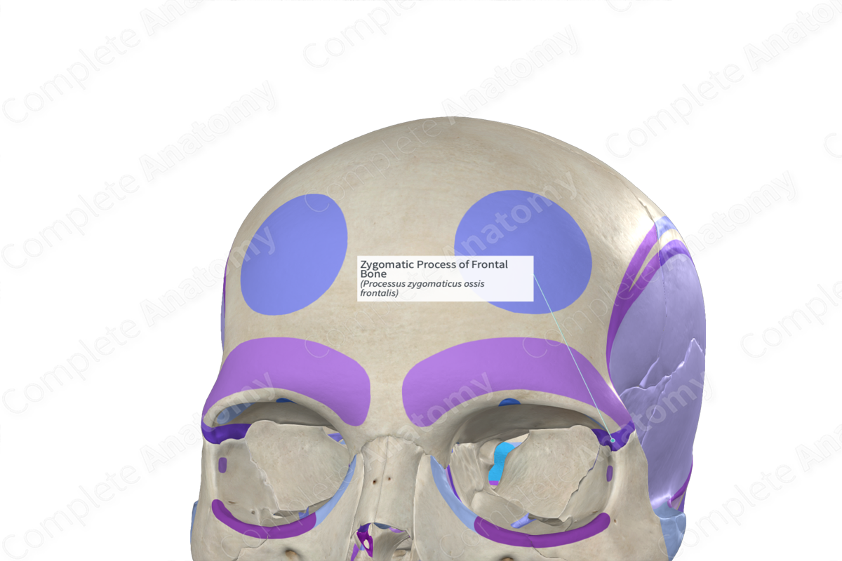 Zygomatic Process of Frontal Bone (Left)