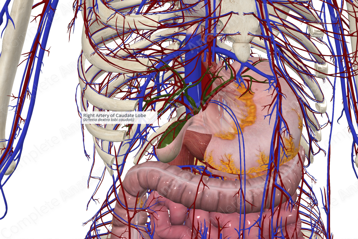Right Artery of Caudate Lobe