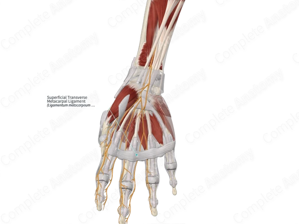 Superficial Transverse Metacarpal Ligament