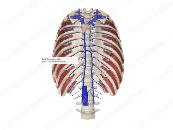 Left Subcostal Vein