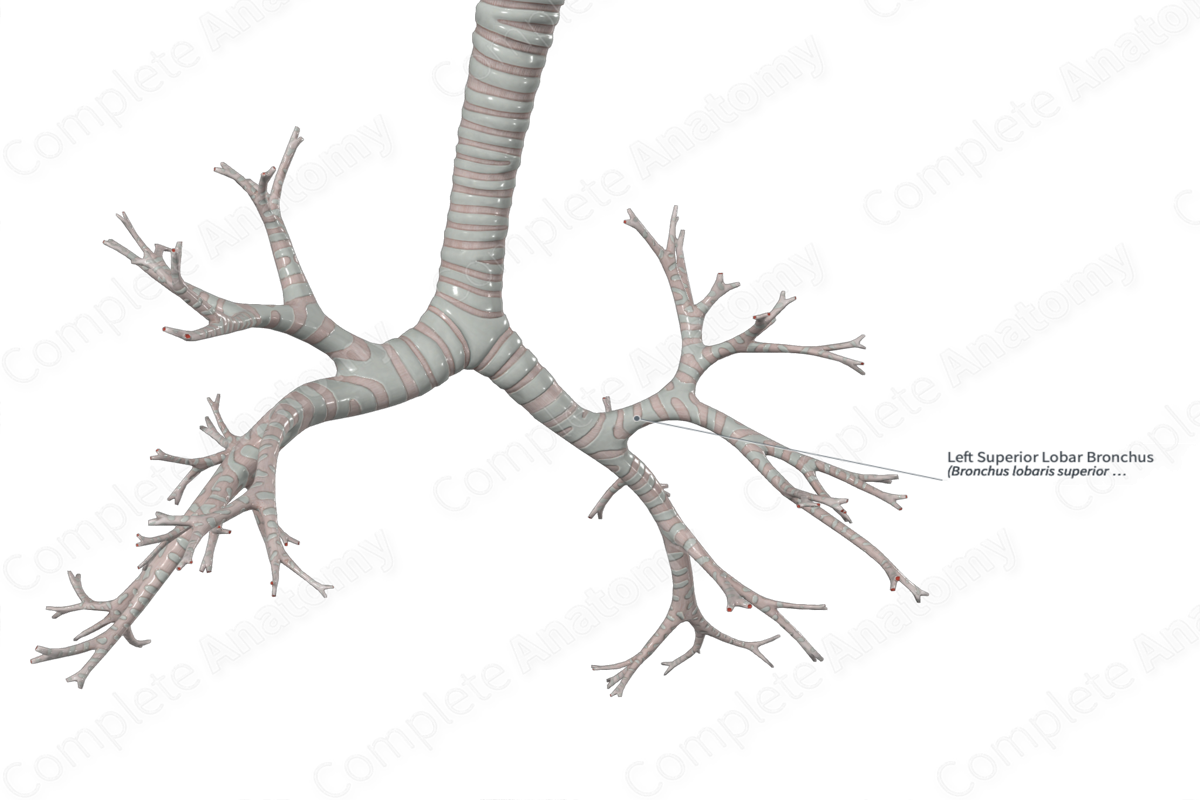 Left Superior Lobar Bronchus