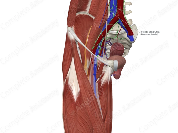Inferior Vena Cava