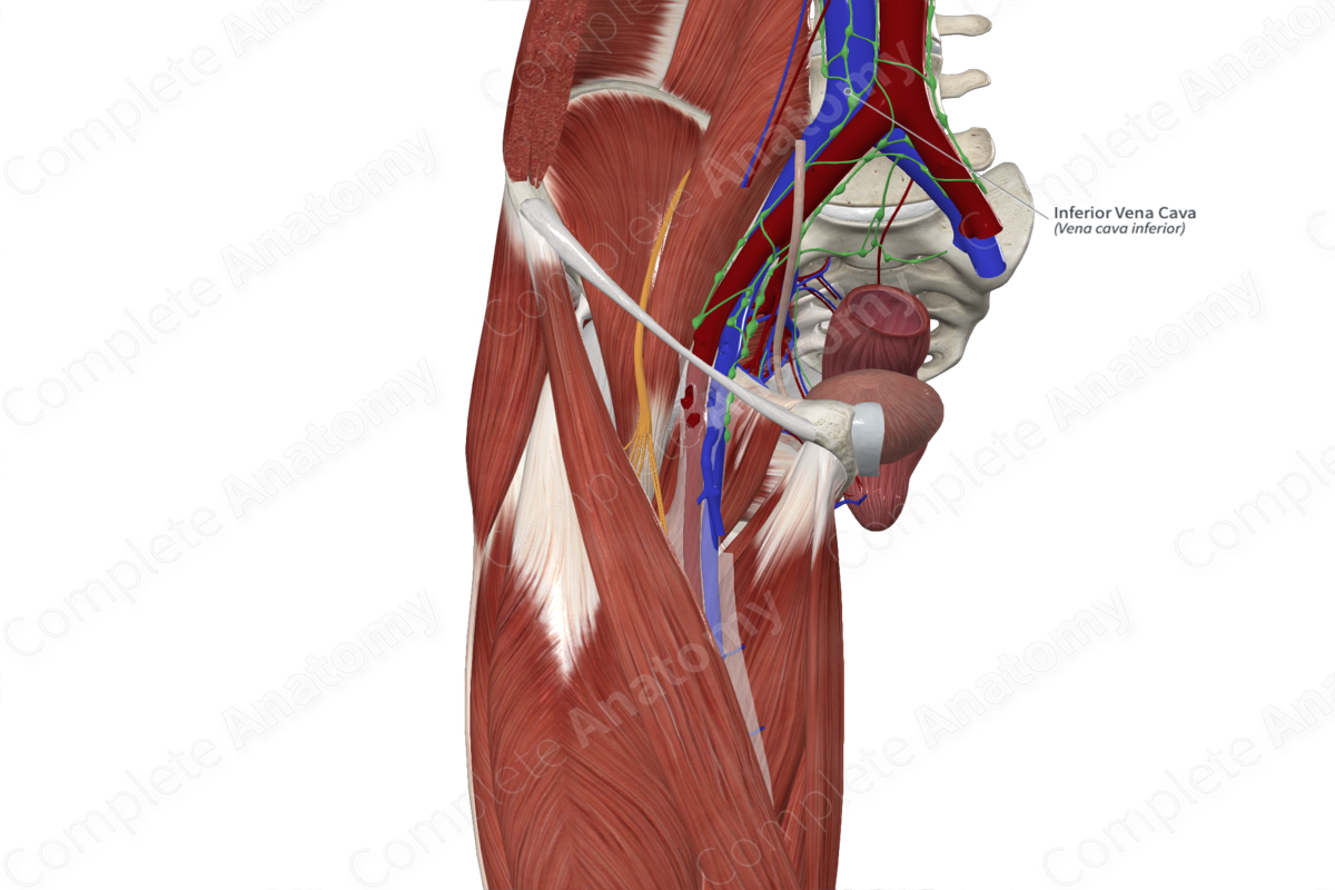 Inferior Vena Cava