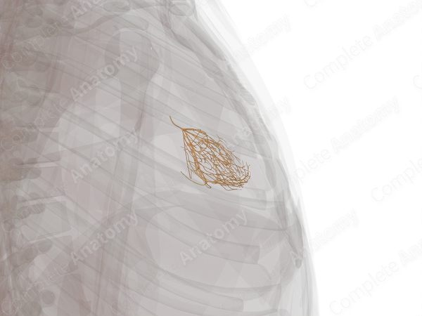 Atrioventricular Bundle