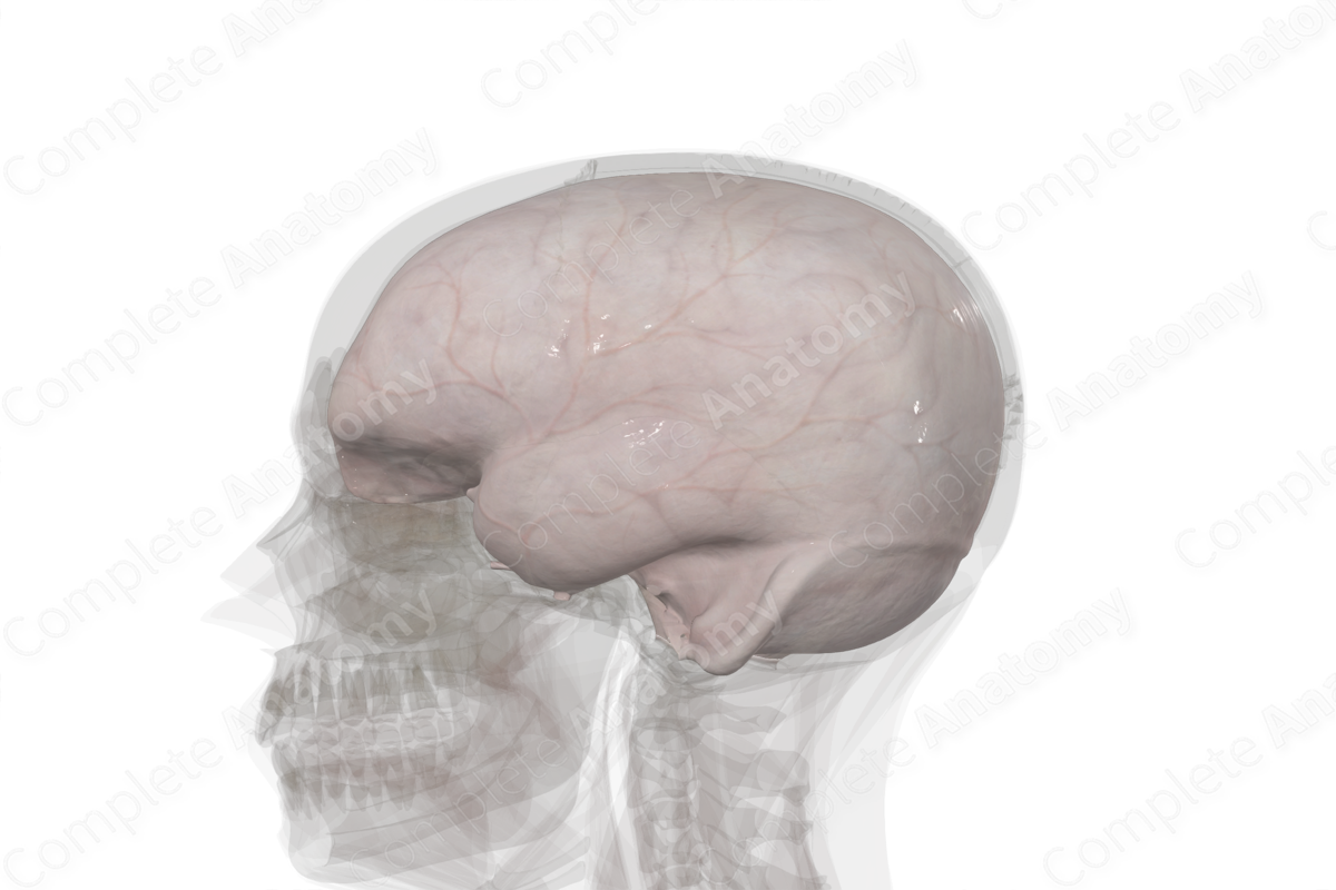 Periosteal Cranial Dura