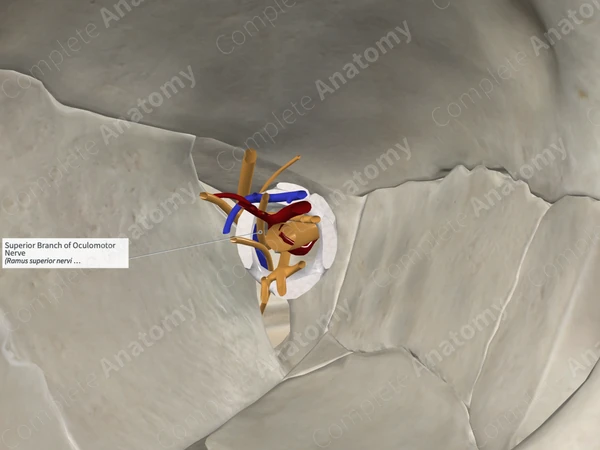 Superior Branch of Oculomotor Nerve